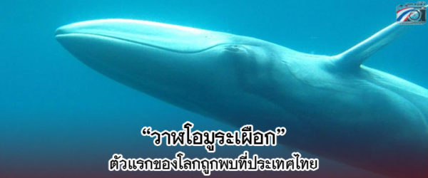 เปิดภาพ “วาฬโอมูระเผือก” ตัวแรกของโลกพบในทะเลไทย
